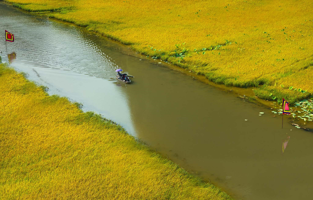 Giữa không gian lãng mạn với phông nền là những ngọn núi hùng vĩ, cánh đồng lúa vàng rực giữa dòng sông uốn ượn thơ mộng, bạn dễ dàng sở hữu cho mình một bức ảnh check-in tuyệt đẹp. Bởi vẻ đẹp nên thơ đó, mùa vàng Tam Cốc cũng thu hút rất nhiều nhiếp ảnh gia ghé thăm.