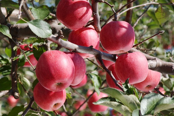 Năm 1987, táo bắt đầu được trồng ở Aomori trên đảo Honshu, sản lượng táo ở tỉnh này tăng dần qua từng năm. Sau 141 năm, Aomori đã cung cấp 450.000 tấn cho khắp đất nước, chiếm 60% sản lượng cả nước và 0.6% của thế giới.
