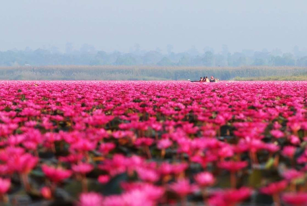 1. Hồ Sen, Thái Lan: Hồ Sen của Thái Lan còn được mệnh danh là "Biển sen đỏ", nơi bao phủ một sắc đỏ hồng ấn tượng. Sau 10 năm liền bị hạn hán, giờ đây sen ở hồ đã bắt đầu nở trở lại. Từ khoảng tháng 12 đến tháng 3 năm sau là thời điểm thích hợp nhất để tham quan hồ sen.