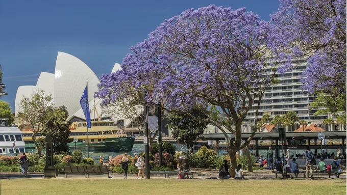 Một trong những điểm ngắm phượng tím thu hút nhiều du khách nhất là thành phố Sydney. Vào tháng 10, 11, loài hoa này nở rộ và khi rụng tạo thành những cơn mưa hoa tím ở ven đường, công viên và cả các trường đại học. Ảnh: Time Out.