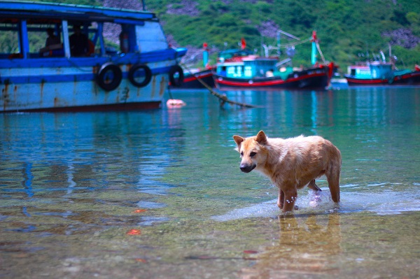 Những chú chó ở xã Bích Đầm được nghịch nước biển mà không phải chú chó nào cũng có cơ hội - Ảnh: Bông Mai Hiện nay Bích Đầm chỉ có khoảng 174 hộ gia đình với gần 1000 người sinh sống, gắn bó cuộc đời mình vào biển cả bằng các nghề đánh bắt và nuôi trồng thủy sản.