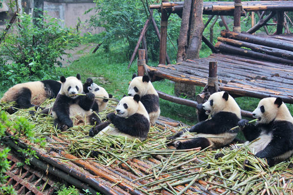 Thành Đô là thành phố nằm ở phía Tây Nam Trung Quốc, thủ phủ của tỉnh Tứ Xuyên. Thành phố có 4.000 năm tuổi với bề dày lịch sử văn hóa lâu đời cùng nhiều danh lam thắng cảnh mê đắm lòng người. Để đến thiên đường Cửu Trại Câu, cách nhanh nhất là dừng chân tại Thành Đô. Không chỉ vậy, thành phố này còn được mệnh danh là vương quốc của những chú gấu trúc béo ú dễ thương.