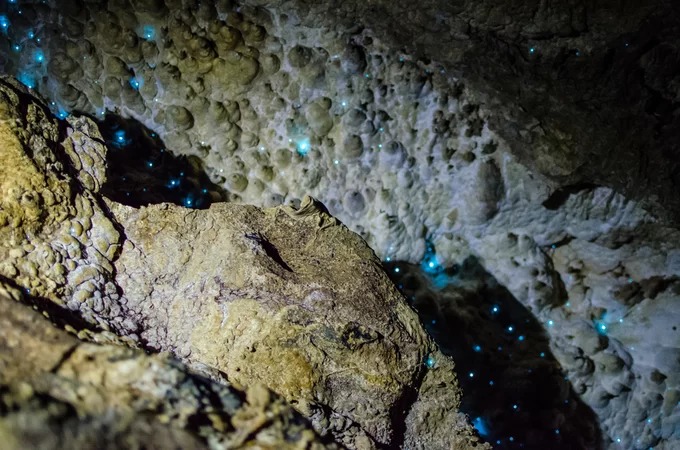 Các nhà chức trách ở New Zealand luôn theo dõi và kiểm tra các yếu tố tự nhiên, để bảo tồn hang động và đặc biệt là hệ sinh thái nơi đây. Vì vậy, Waitomo Glowworm hạn chế lượng khách vào thăm hang hàng ngày. Ảnh: New Zealand Tours.
