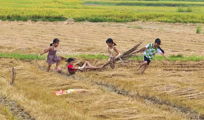 Trẻ em chơi kéo mo cau trên đồng lúa xã Đức Tân, huyện Mộ Đức. Địa danh này còn là quê hương của cố Thủ tướng Phạm Văn Đồng.