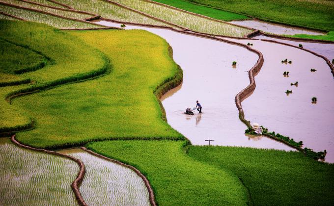 Trước khi vượt “sừng trời” (đèo Khau Phạ), Tú Lệ hiện ra với gam màu xanh của lúa đã cấy xong khiến nhiều du khách phải dừng chân.