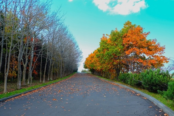 Mùa thu Hokkaido chỉ kéo dài khoảng một tháng trước khi đông về. Thu từ Hokkaido sẽ đi dọc xuống Kyoto rồi Osaka, và Tokyo là nơi cuối cùng đón thu.