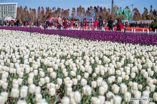 Cánh đồng này trồng 1,2 triệu cây hoa tulip gồm nhiều loại khác nhau, thu hút rất đông du khách tới tham quan, chụp ảnh.
