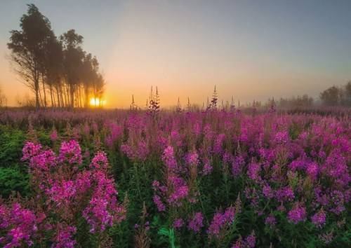 lac-buoc-mua-xuan-o-yaroslavl-ivivu-6