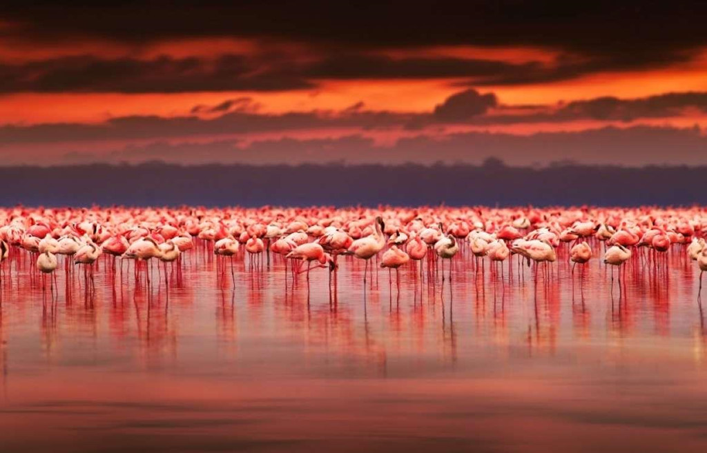 6. Hồ Nakuru, Kenya: Đây là một hồ muối đặc biệt thuộc Công viên quốc gia Nakuru Lake, được thành lập từ năm 1967 ở Kenya. Công viên có mục đích chính là bảo tồn hơn 400 loài chim quý hiếm sống gần hồ, đặc biệt là hồng hạc, loài chim tuyệt đẹp làm cho hồ trở nên tráng lệ hơn bởi sự hiện diện của chúng.