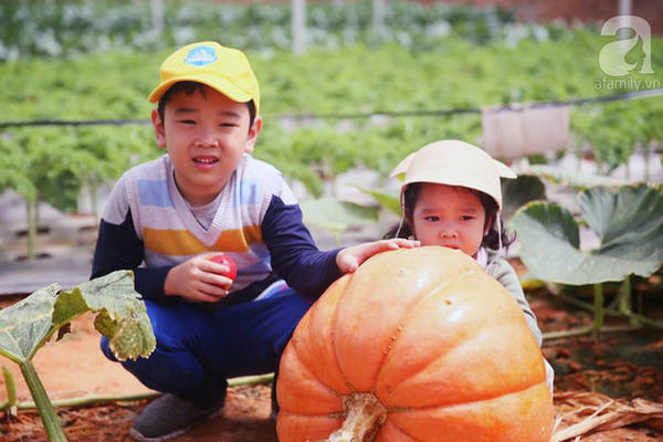 Bọn trẻ con đến đây cứ sờ rồi nắn, rồi ôm ấp trái bí màu đỏ cam mát lạnh. Một vài quả bí già, vỏ hơi hỏng có lỗ, bé tha thồ nhìn ngắm bên trong cho thỏa chí tò mò. Vườn bí đỏ không quá rộng và cũng chỉ có duy nhất tại nhà vườn ở số 50 Hồ Xuân Hương.