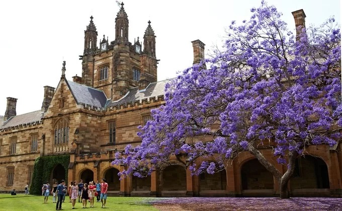 Một cây phượng tím mang tính biểu tượng của thành phố nằm trong khuôn viên Đại học Sydney. Ở đây có một câu chuyện truyền miệng rằng, nếu sinh viên không ôn luyện trước khi hoa nở sẽ bị trượt trong kỳ thi. Ngược lại, bạn sẽ gặp may mắn nếu bắt được một bông hoa rơi bằng tay phải. Năm 2016, cây phượng tím 88 tuổi ở ngôi trường đã bị đổ do sâu bệnh. Đến nay, một bản sao của cây được trồng lại với cành giâm từ cây cũ. Ảnh: University of Sydney.