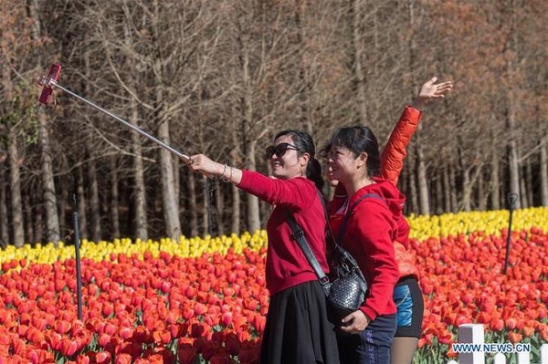 Toàn bộ hoa tulip được nhập từ Hà Lan về Côn Minh. Năm nay mùa hoa tulip nở sẽ còn kéo dài tới đầu tháng 3.