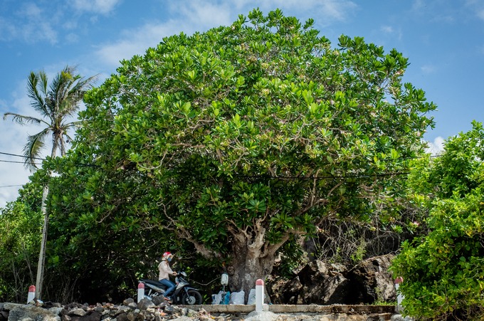 Một cây bàng cổ thụ với những cành lá sum suê trên con đường bêtông ven đảo. Ngoài cây bàng vuông, trên đảo còn có cây phong ba "cô đơn", rau muống biển, dừa dại...