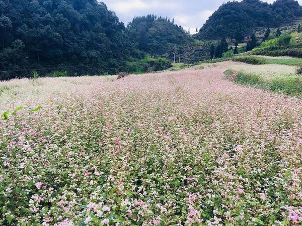 Để chuẩn bị cho lễ hội, hoa tam giác mạch được trồng ở 4 huyện Quản Bạ, Yên Minh, Đồng Văn, Mèo Vạc, mỗi huyện lại chọn 1-3 điểm để quy hoạch trồng hoa. Hầu hết đều gần mặt đường để khách tiện ngắm và chụp ảnh. Hiện hoa nở ở các khu vực như Sủng Là, Lũng Táo, Lũng Cú và thị trấn Đồng Văn, giá vào vườn là 10.000 đồng. Ảnh: Tam giác mạch Hà Giang.