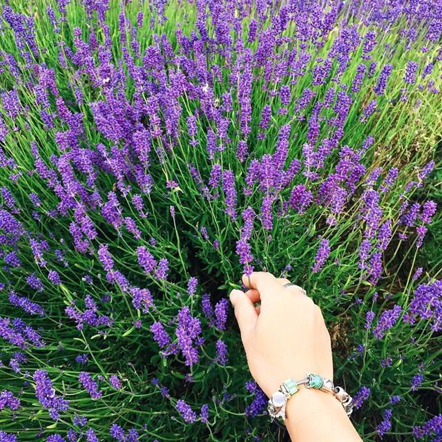 hoa lavender - dalat-ivivu-7