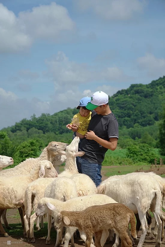 Du khách cũng có thể mua thức ăn để vừa trải nghiệm cho cừu ăn, vừa thu hút được sự chú ý của chúng. Giá mỗi suất ăn cho cừu là 10.000 đồng.