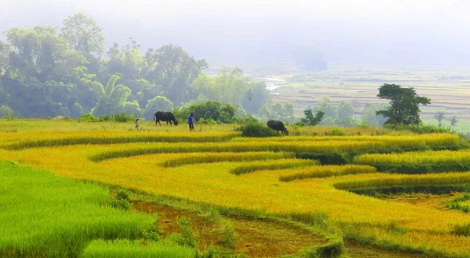 Những thửa ruộng bậc thang trong mùa lúa chín tại xã Sơn Ba. Hầu hết người Hrê sinh sống tại đây làm nông nghiệp theo dạng tự cung tự cấp, chủ yếu là trồng lúa.