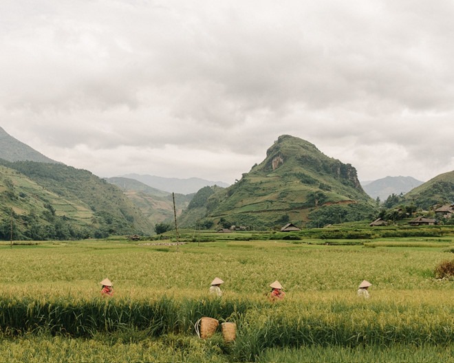 Nếp tan, giống lúa đặc biệt làm nên cốm Tú Lệ. Ảnh: Kevin Faingnaert.