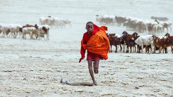 Bé trai Maasai chăn đàn dê của gia đình