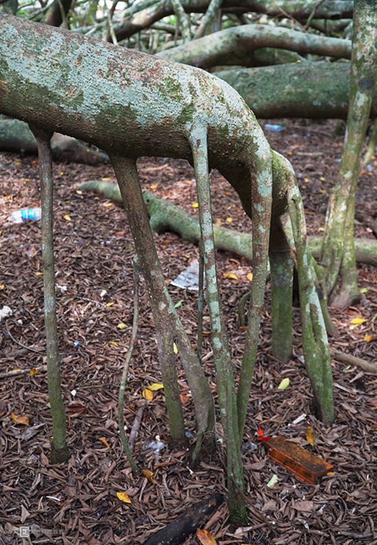 Cây gừa hay Si có tên khoa học là Ficus Microcarpa, thuộc họ Dâu Tằm. Đây là cây thân gỗ, các rễ phụ theo thời gian mọc từ thân và các cành trên cao. "Chưa ai đếm được chính xác cây có bao nhiêu rễ nhưng chắc chắn hơn nghìn chiếc. Vì có nhiều rễ như thế cây mới hút đầy đủ nước và chất dinh dưỡng để duy trì sự sống", bà Ba Hờn (64 tuổi), người phụ dọn dẹp tại khu di tích, nói.