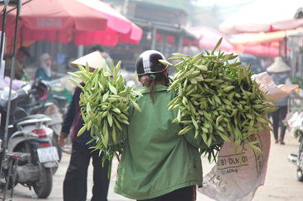 Hoa loa kèn thường có màu xanh nhạt, nhưng khi nở rộ lại mang một màu trắng muốt, toả hương thơm nồng nàn.