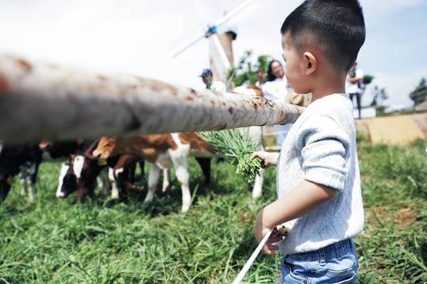 Nhiều gia đình có con nhỏ cũng chọn nơi đây là điểm đến cho các bé khám phá. Ngoài chụp ảnh, các bé còn được tự tay cho những con bò sữa ăn cỏ được trồng tự nhiên tại trang trại. Ảnh: Hannah Nguyen.