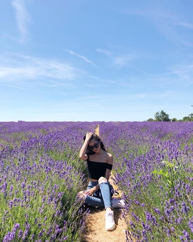 hoa lavender - dalat-ivivu-2