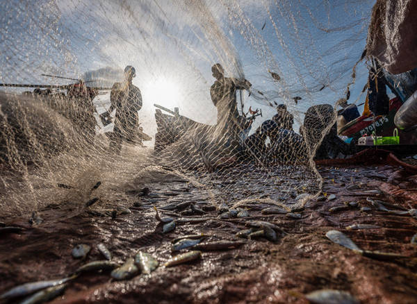 Rũ lưới thu hoạch cá trích