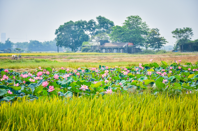 Nổi bật giữa ruộng lúa vàng ươm là ao sen nở rộ. Mùa sen ở Huế kéo dài đến tháng 8. Đứng từ xa, du khách có thể cảm nhận được hương thơm dịu nhẹ của loài hoa này quyện với mùi cỏ cây, đồng ruộng.