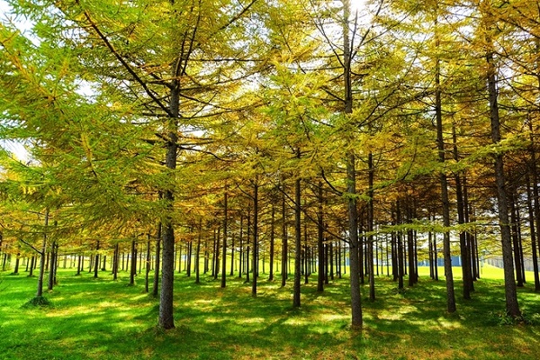 Màu vàng bao phủ lên không gian, khiến Hokkaido trở nên lãng mạn hơn bao giờ hết.