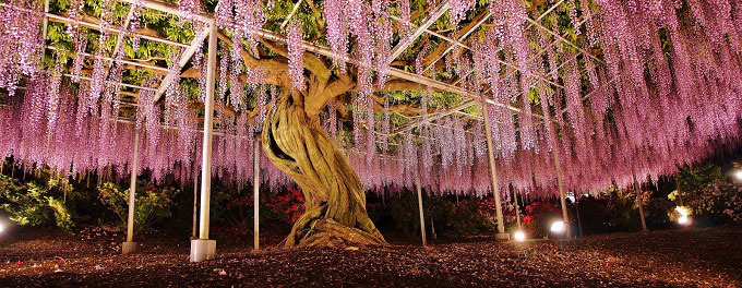 Ban đêm, công viên được thắp đèn, màu tím của hoa tử đằng hòa với ánh sáng tạo nên một không gian huyền ảo, lãng mạn, thu hút nhiều khách du lịch mùa hoa tử đằng. Địa chỉ: Công viên Ashikaga: 607 Hasamacho, Ashikaga, Tochigi. Ảnh: Reddit.