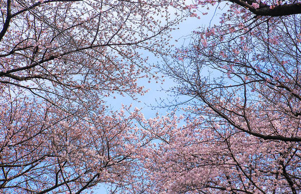 Người Nhật Bản có thói quen tụ tập, ngồi dưới những gốc cây ngắm hoa anh đào. 