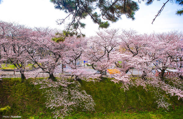 Con đường vào Nagoya Castle, một danh thắng nổi tiếng tại đây, được bao phủ bởi những cây hoa anh đào lâu năm, nở sắc hoa rực rỡ.