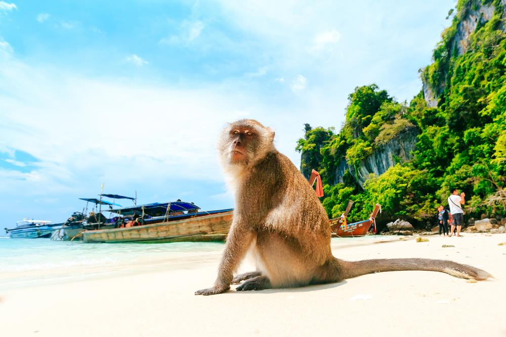 Thông thường, những người đi tour hay thuê tàu riêng đều không bỏ qua trải nghiệm khám phá bãi Khỉ. Đúng như tên gọi, hòn đảo này có rất nhiều khỉ và ngay khi đặt chân lên bờ, bạn đã có thể thấy chúng ở khắp nơi. Lời khuyên dành cho du khách là hạn chế cầm đồ đạc trên tay bởi lũ khỉ nghịch ngợm sẽ giật lấy bất cứ thứ gì làm chúng thích thú. Trên đảo này không có nhiều địa điểm để tham quan nên các tàu thường chỉ dừng hơn 15 phút ở đây trước khi đi chỗ khác. Ảnh: Shutterstock.