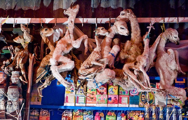 Mercado de las Brujas là chợ phù thủy nằm ở khu vực thu hút nhiều du khách nhất của thành phố La Paz. Những bào thai llama khô quắt treo lơ lửng hoặc buộc thành bó là hình ảnh mà du khách có thể nhìn thấy ở khắp nơi trong chợ. Ảnh: imgur.