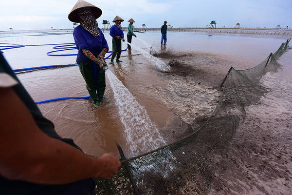  Mỗi bãi ngao được nuôi trong vòng 15 tháng sẽ bắt đầu thu hoạch. Trung bình mỗi bãi ngao sau khi thả 10 tấn ngao giống sẽ cho thu hoạch 50 tấn.