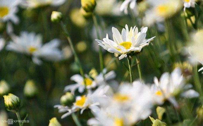 Cúc họa mi là loài hoa nhỏ, cánh mỏng manh trắng ngần, chỉ nở một mùa duy nhất vào lúc cuối thu đầu đông, khoảng 3 tuần rồi hết. Đa phần cúc họa mi ở Hà Nội xuất phát từ Nhật Tân, thường trồng xen kẽ giữa các vườn đào.