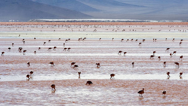 Hồ Laguna Colorada, Bolivia Laguna Colorada là hồ muối cạn ở Bolivia, nằm trong vườn dự trữ sinh quyển quốc gia Eduardo Avaroa Andean và gần với biên giới Chile. Hồ có chiều dài 10,7 km và rộng 9,6 km, độ sâu nhất của hồ đạt 1,5m. Hồ nổi tiếng với màu đỏ đặc trưng được tạo nên từ các loại tảo. Ảnh: Luca Galuzzi. 