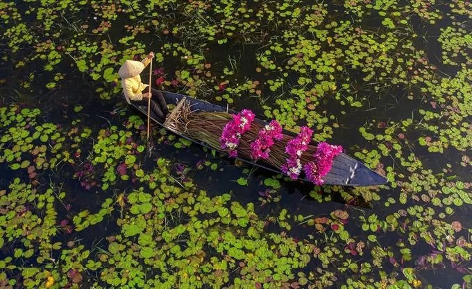 Sau khi súng trải qua công đoạn rửa, làm sạch bùn đất và buộc thành từng bó, được chất lên thuyền đem ra chợ bán hoặc bỏ mối cho các nhà hàng.