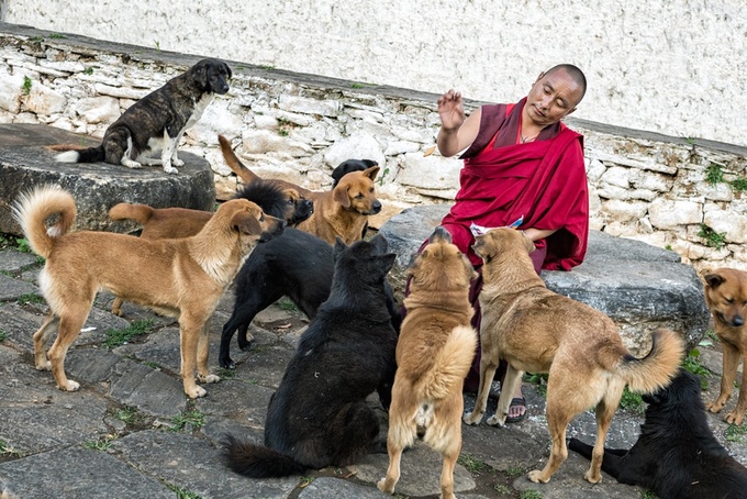 Sát sinh là phạm pháp Tuân theo giáo lý Phật giáo, Bhutan không sát sinh và giết hại bất kể loài động vật nào. Vì vậy hầu hết Phật tử ở quốc gia này đều ăn chay. Tuy nhiên, người Bhutan vẫn ăn thịt. Thịt, cá đều được nhập khẩu từ Ấn Độ, để đảm bảo không con vật nào bị giết trên mảnh đất Phật giáo này. Đây cũng là quốc gia duy nhất nơi động vật có thể đi lại tự do mà không bị xâm hại. Ảnh: Hive Miner.