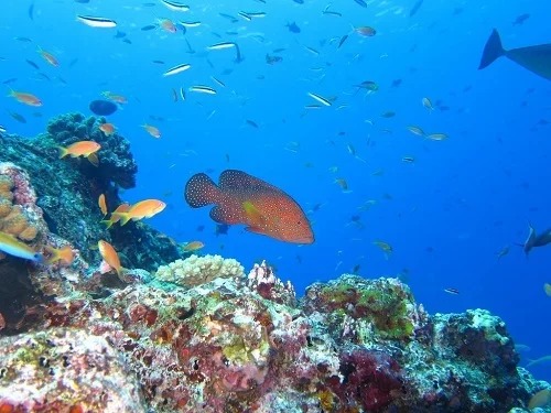 Lặn biển với ống thở là một hoạt động thu hút khách du lịch ở Maldives. Ảnh: Dive Report.