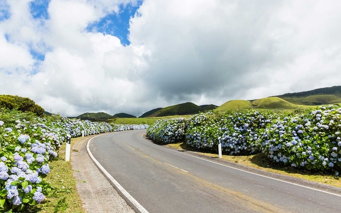 Trong suốt thời gian lễ hội, người dân địa phương sẽ trang trí nhà ở, khu vườn và nơi làm việc của họ với màu xanh để hòa hợp với khung cảnh. Ở Faial, cẩm tú cầu là nét đặc trưng của khu vực, vì vậy hái hoa sẽ bị coi là hành vi bất hợp pháp.