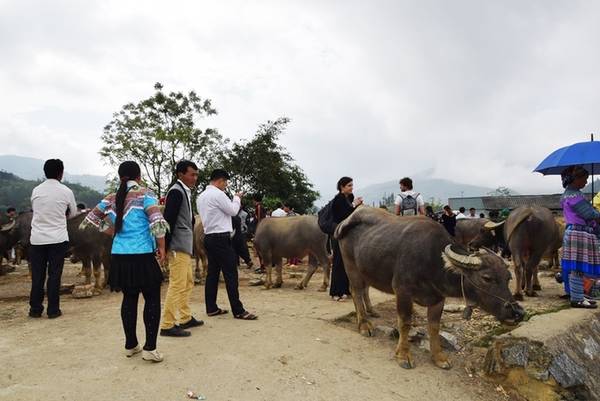 Khu bán trâu bò nằm trên đồi cao, tách biệt với khu hàng thực phẩm cũng tấp nập người mua kẻ bán. Du khách ghé chợ trâu vì tò mò là chính