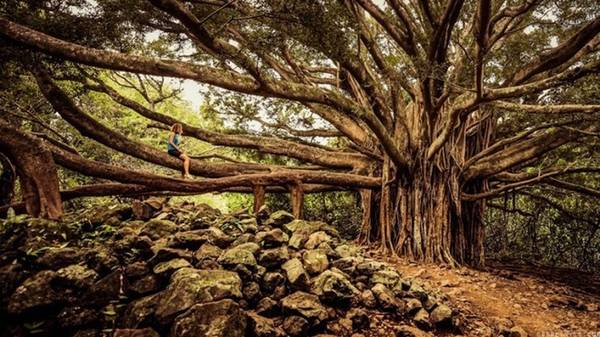 Pipiwai, Hawaii, Mỹ: Là tuyến đường chứa đầy thú vị, băng qua vườn quốc gia, bạn sẽ có dịp tận hưởng những khu rừng nhiệt đới rậm rạp với nhiều hang động, thác nước,… và các hoạt động ngoài trời thú vị khác. Đây là một trong những con đường leo núi có nhiều phong cảnh kỳ vĩ nhất tại Hawaii với thác Mkahiku, rừng tre và thung lũng trong lòng núi.