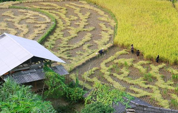 Thấp thoáng thửa ruộng gặt sớm.