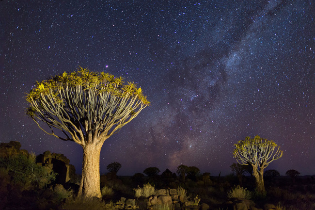 Cây rung động, biểu tượng quốc gia của Namibia.