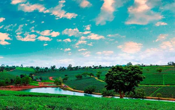 Màu xanh của bầu trời, của cây, hồ nước tại đồi chè Bảo Lộc khiến du khách không muốn rời đi.