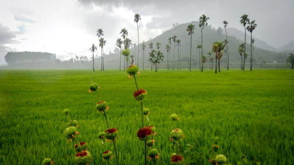 Cơn mưa đổ xuống cánh đồng lúa ở huyện Krông Bông, Đắk Lắk - Ảnh: TIẾN THÀNH