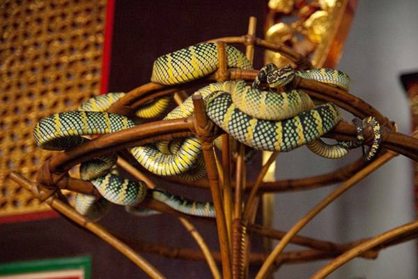 Theo Odd, rắn trong đền là những loài cực độc như hổ mang, lục... Những con rắn độc thường khá dạn dĩ với khách đến viếng. Chúng thường bò qua lại nhưng không cắn người.