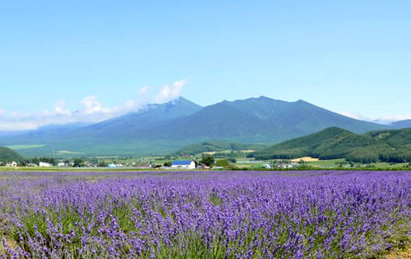  Một góc trang trại Furano tại Hokkaido, Nhật Bản.